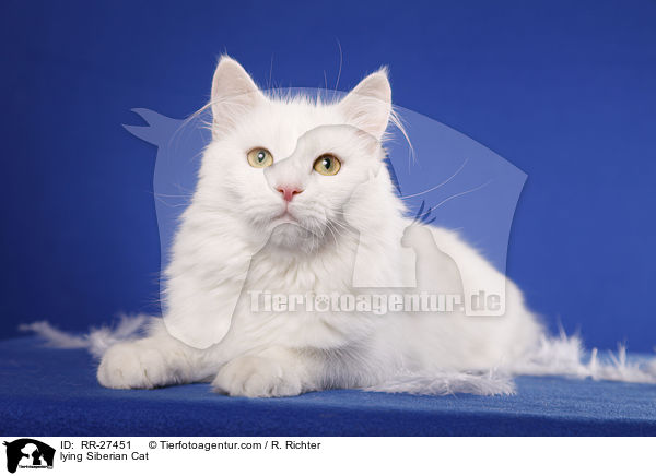 lying Siberian Cat / RR-27451