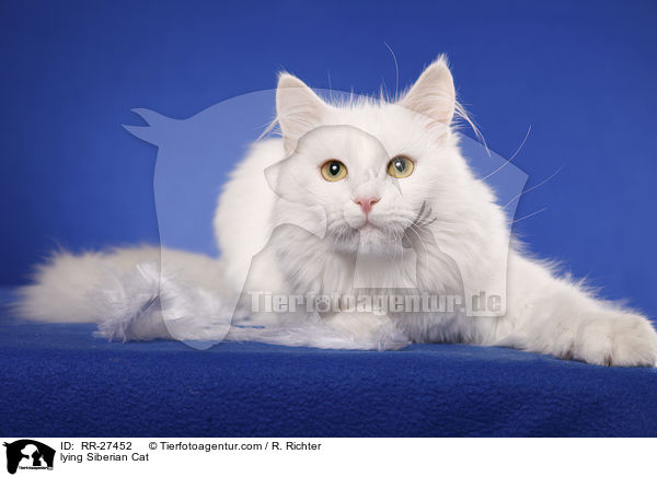 lying Siberian Cat / RR-27452