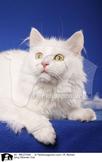 lying Siberian Cat / RR-27456