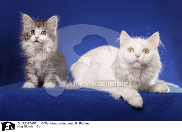 lying Siberian Cat / RR-27457