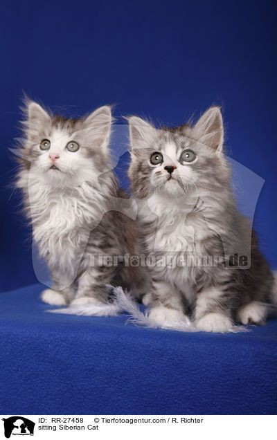 sitting Siberian Cat / RR-27458