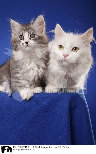 sitting Siberian Cat / RR-27459