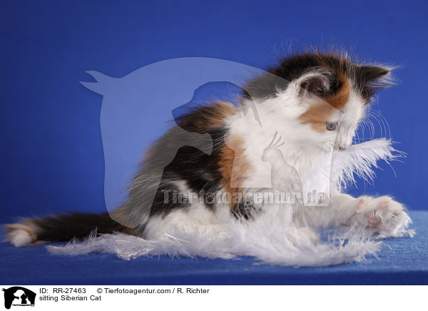 sitting Siberian Cat / RR-27463