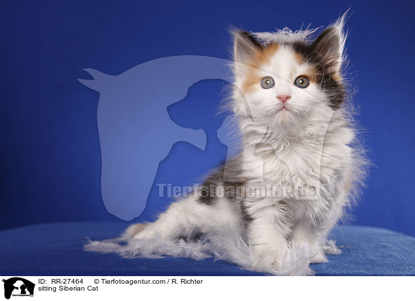 sitting Siberian Cat / RR-27464