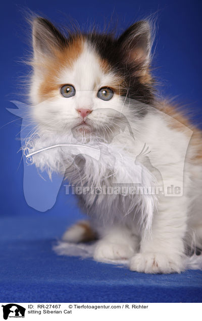 sitting Siberian Cat / RR-27467