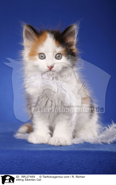 sitting Siberian Cat / RR-27469