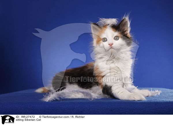 sitting Siberian Cat / RR-27472