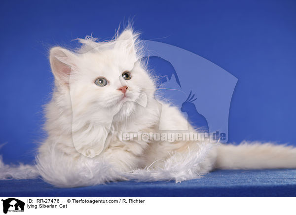 lying Siberian Cat / RR-27476