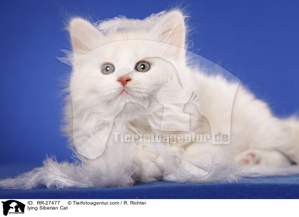 lying Siberian Cat / RR-27477
