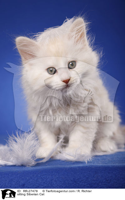sitzende Sibirische Katze / sitting Siberian Cat / RR-27478