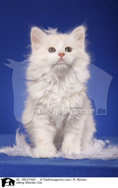 sitzende Sibirische Katze / sitting Siberian Cat / RR-27480
