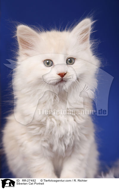 Sibirische Katze Portrait / Siberian Cat Portrait / RR-27482