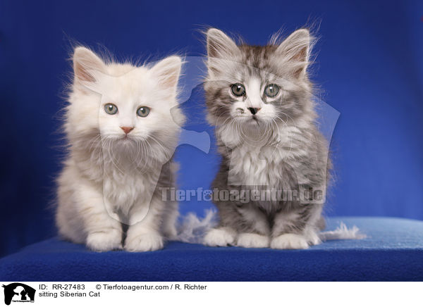 sitzende Sibirische Katze / sitting Siberian Cat / RR-27483