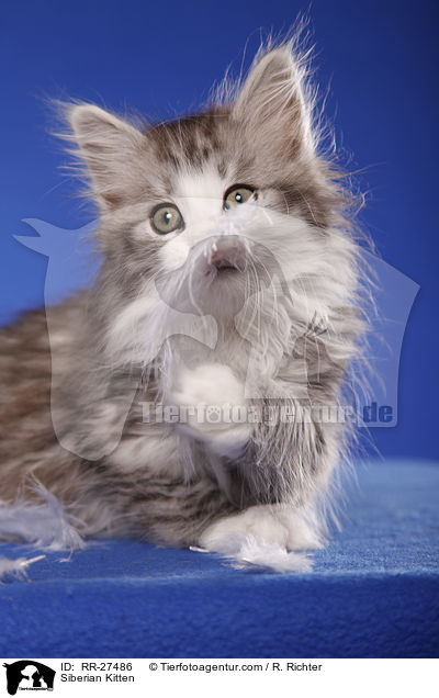 Siberian Kitten / RR-27486