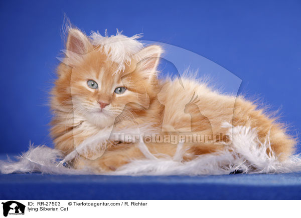 lying Siberian Cat / RR-27503