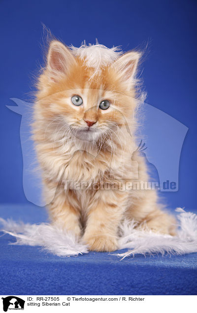 sitting Siberian Cat / RR-27505