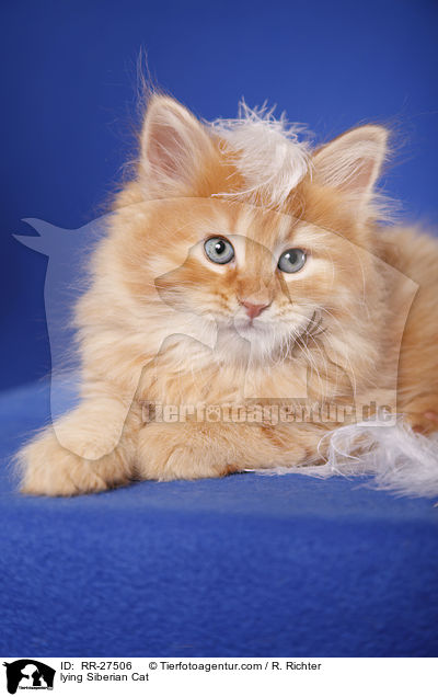 lying Siberian Cat / RR-27506