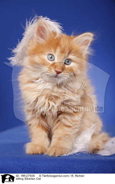 sitting Siberian Cat / RR-27508