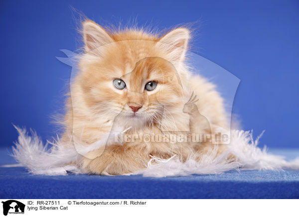 lying Siberian Cat / RR-27511