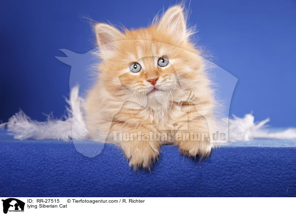lying Siberian Cat / RR-27515
