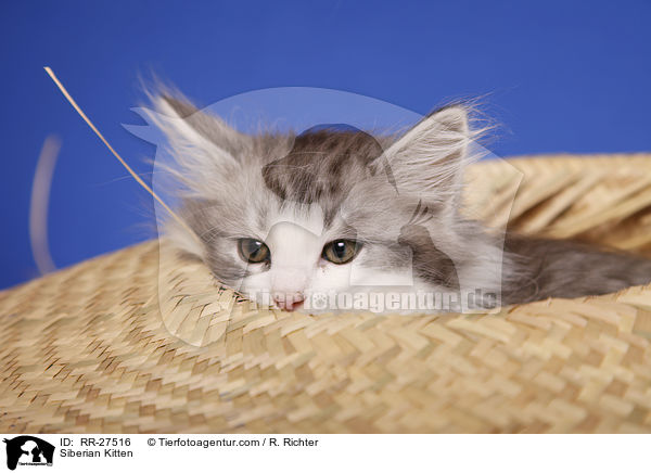 Sibirisches Ktzchen / Siberian Kitten / RR-27516