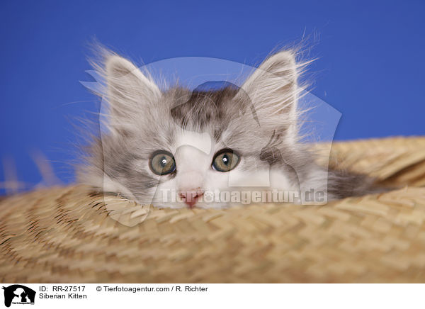 Sibirisches Ktzchen / Siberian Kitten / RR-27517