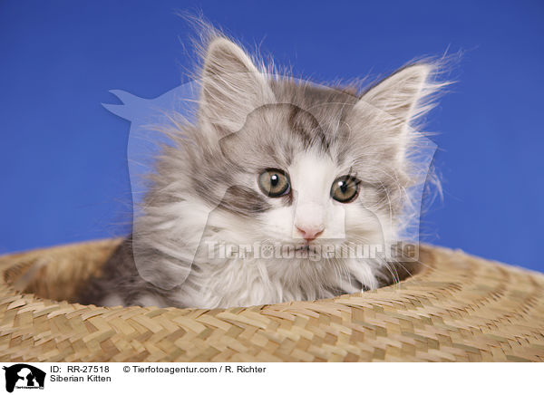 Sibirisches Ktzchen / Siberian Kitten / RR-27518