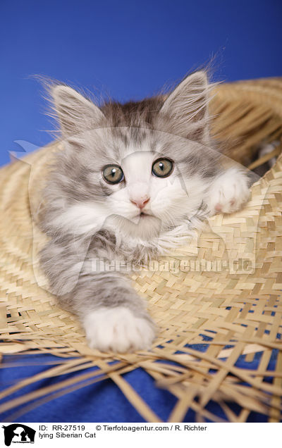 liegende Sibirische Katze / lying Siberian Cat / RR-27519