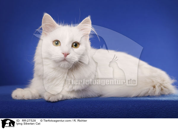 lying Siberian Cat / RR-27528