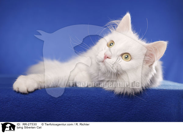 lying Siberian Cat / RR-27530