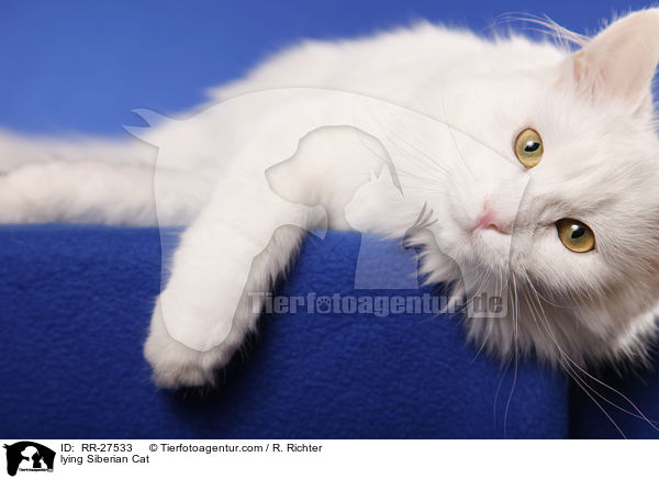 lying Siberian Cat / RR-27533