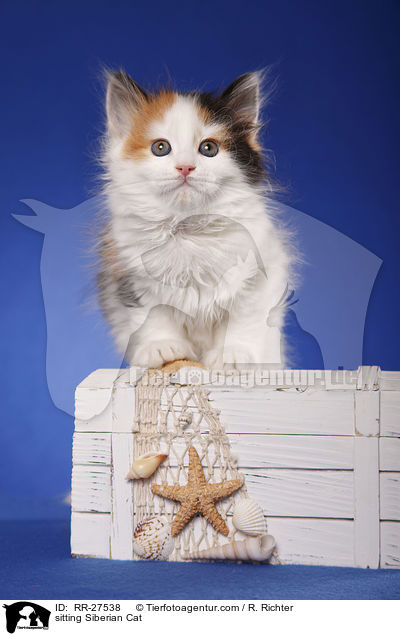 sitting Siberian Cat / RR-27538