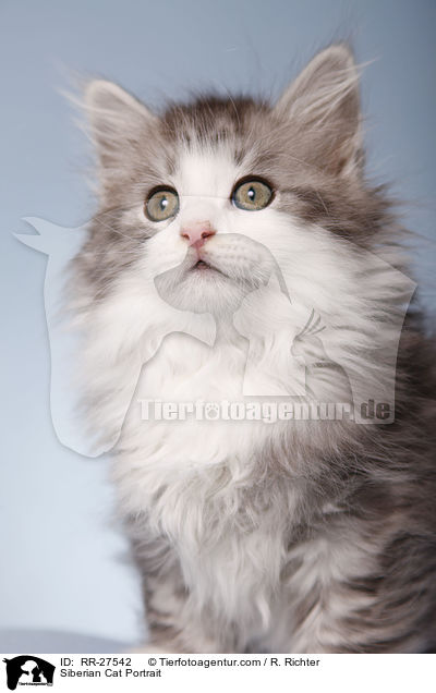 Siberian Cat Portrait / RR-27542