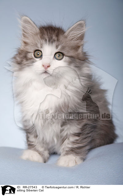 sitting Siberian Cat / RR-27543