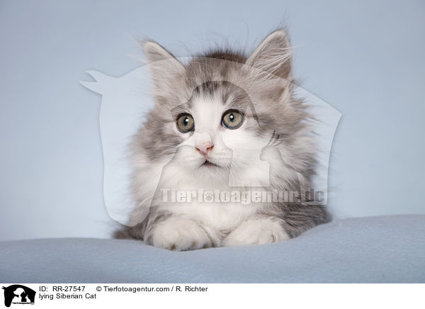 lying Siberian Cat / RR-27547