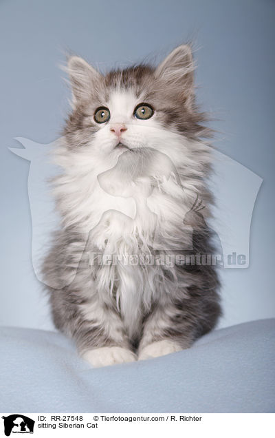 sitting Siberian Cat / RR-27548