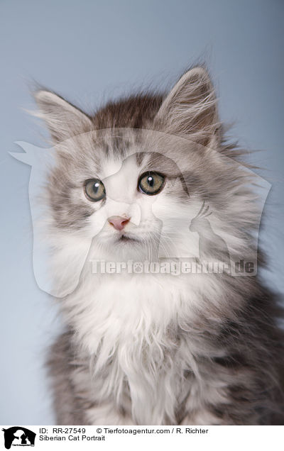 Siberian Cat Portrait / RR-27549