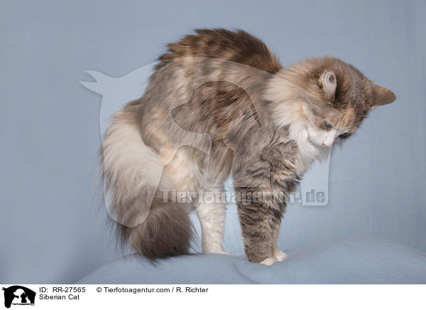 Sibirische Katze / Siberian Cat / RR-27565