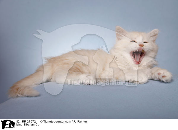 liegende Sibirische Katze / lying Siberian Cat / RR-27572