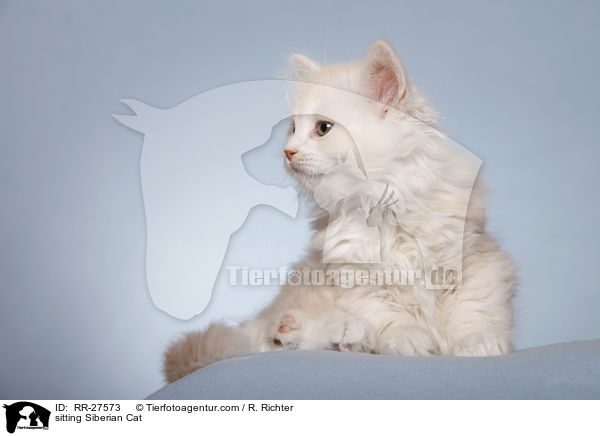 sitzende Sibirische Katze / sitting Siberian Cat / RR-27573