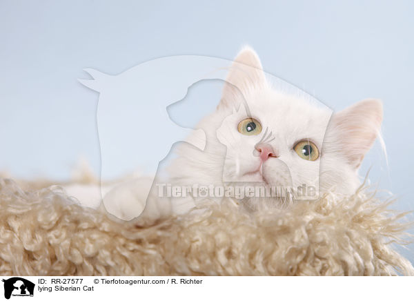 lying Siberian Cat / RR-27577