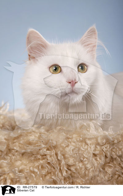 Siberian Cat / RR-27579