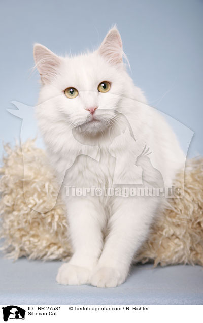 Siberian Cat / RR-27581