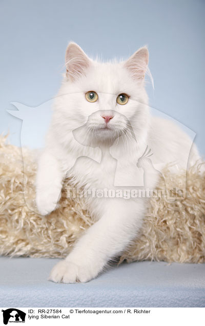 lying Siberian Cat / RR-27584