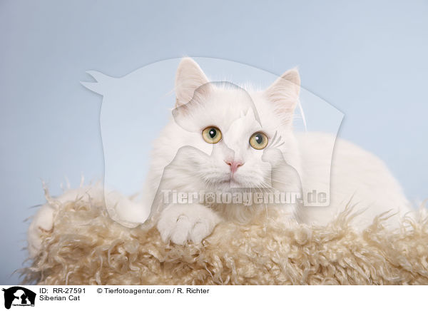 Siberian Cat / RR-27591