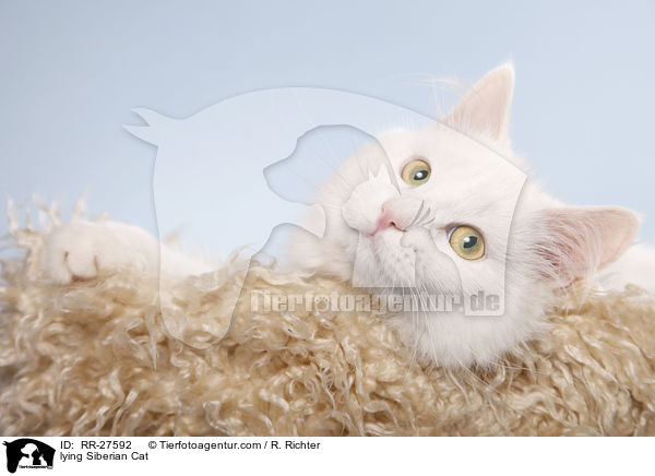 lying Siberian Cat / RR-27592