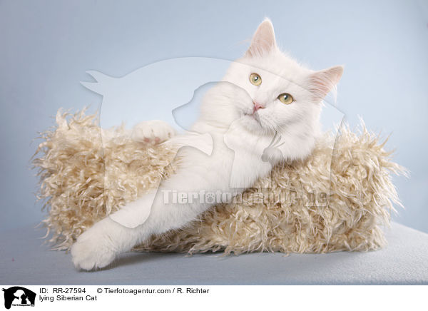 lying Siberian Cat / RR-27594