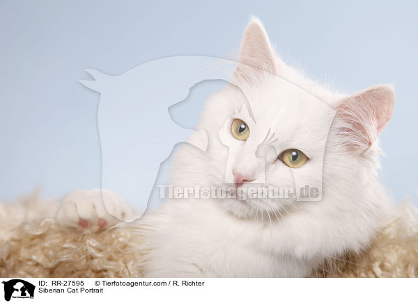 Siberian Cat Portrait / RR-27595