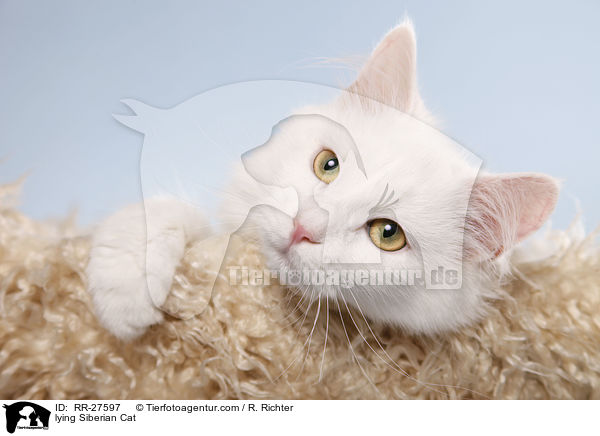 lying Siberian Cat / RR-27597