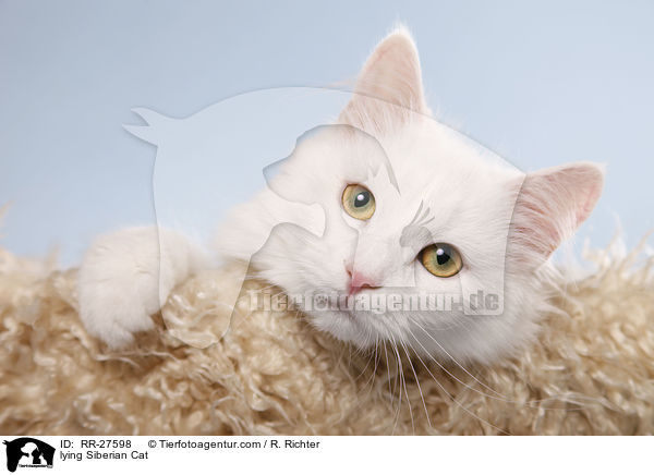 lying Siberian Cat / RR-27598